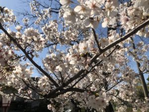 4月7日 オープン|新安城のお菓子の店(ケーキ屋)|モントル|お誕生日ケーキ・季節のタルト・焼き菓子ギフトなど。カフェ併設